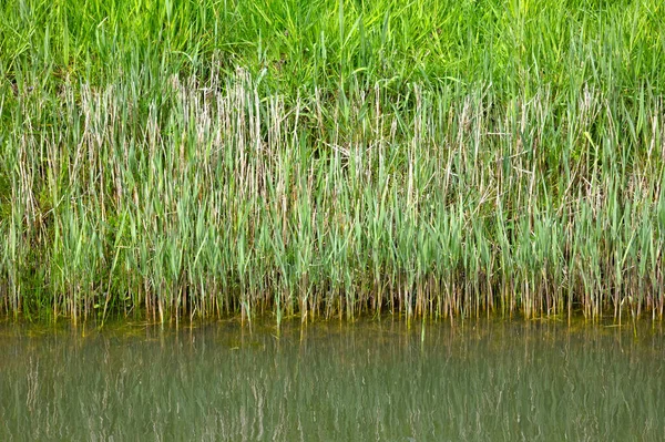 Тростник Растущий Озере Летнее Настроение — стоковое фото