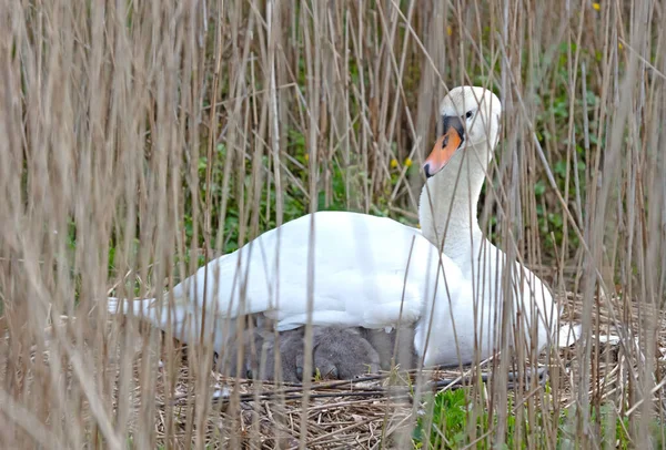 春の間 オランダの湖で巣の上に美しい白鳥 — ストック写真