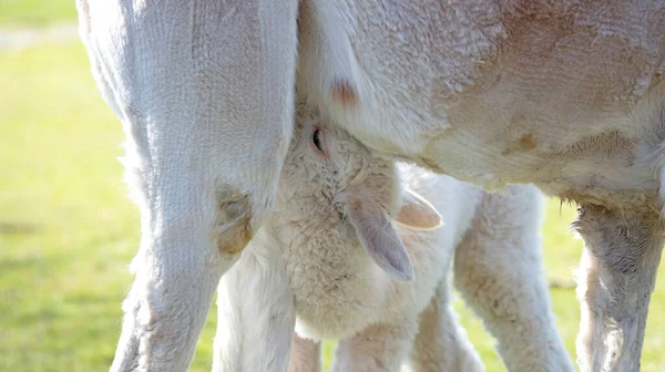 Branco Alpaca Mãe Alimentando Seu Bebê Foco Seletivo — Fotografia de Stock