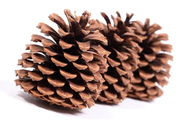 Detail Large Pine Cone Isolated White — Stock Photo, Image