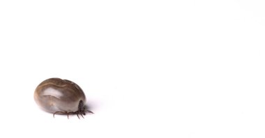 Beyaz arka planda kan dolu kene