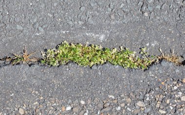 Yabani otlar asfaltı delip geçer, üst görüntü, izole edilmiş
