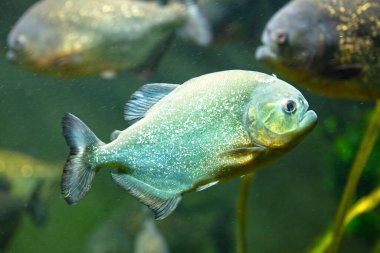 Pirananın yan görünüşü, seçici odak