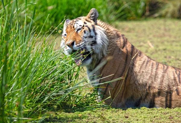 Amour Tiger Vattnet Svalka Eller Spela Farlig Vild Katt — Stockfoto