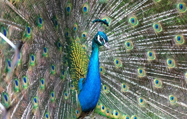Bright Colorful Peacock Its Colorful Tail Fully Opened — Stock Photo, Image