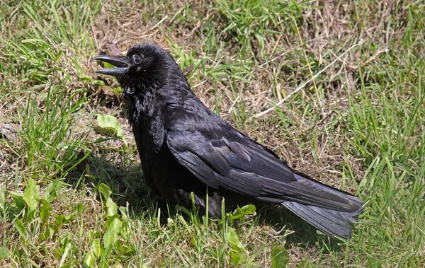 在炎热的天气里 长着张开的嘴的乌鸦 — 图库照片
