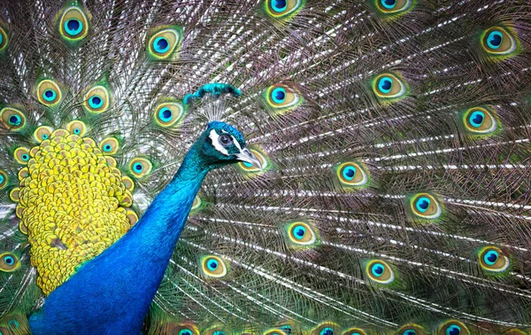 多彩的尾巴完全打开明亮多彩孔雀 — 图库照片