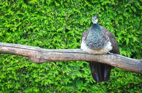 Dişi Tavus Kuşu Bir Kütüğün Üzerinde Dinleniyor Yeşil Arka Plan — Stok fotoğraf