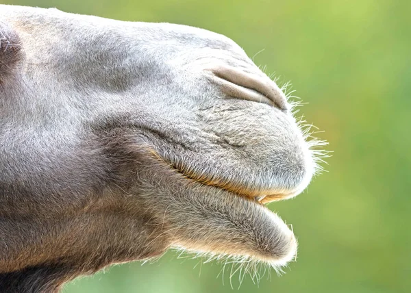 Closeup Adult Camel Green Background — Stock Photo, Image