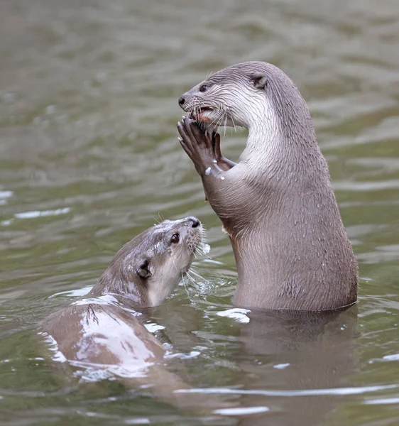 Otter Eating Fish Water Selective Focus —  Fotos de Stock