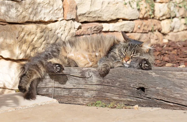 Domestic cat, house cat (Felis silvestris f. catus), long-haired grey cat resting