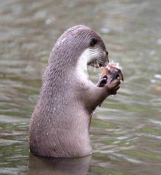 Otter eating fish in the water, selective focus