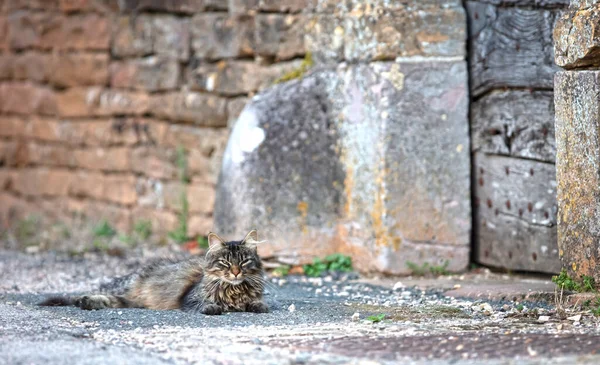 Kot Domowy Kot Domowy Felis Silvestris Catus Kociak Siwy Odpoczywający Zdjęcie Stockowe