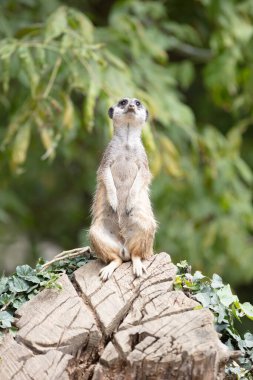 Yetişkin Mirketi (Suricata suricatta) izleme görevi, seçici odaklanma