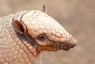 Altı bantlı Armadillo (Euphractus Sexcinctus), seçici göz odaklı