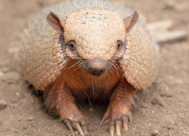 Altı bantlı Armadillo (Euphractus Sexcinctus), seçici göz odaklı