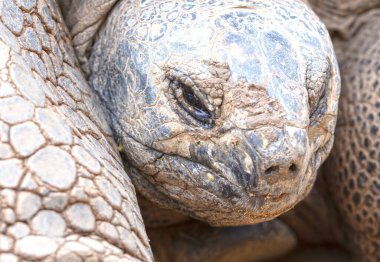 Çok yaşlı dev Galapagos kaplumbağa yürüyüşü, seçici odaklanma