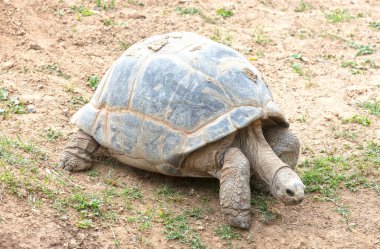 Çok yaşlı dev Galapagos kaplumbağa yürüyüşü, seçici odaklanma