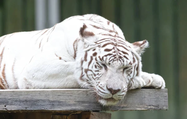 White tiger / bleached tiger (Panthera tigris) pigmentation variant of the Bengal tiger, resting