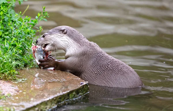 Otter Eating Fish Water Selective Focus — Photo