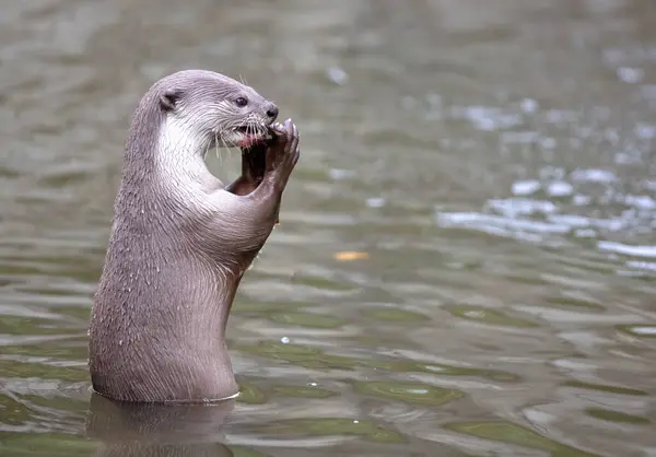 Otter Eating Fish Water Selective Focus — Stock Photo, Image