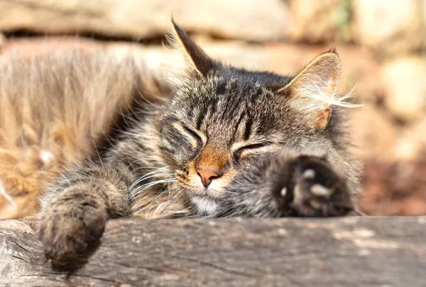 Evcil Kedi Kedisi Felis Silvestris Catus Uzun Saçlı Dinlenen Gri Telifsiz Stok Fotoğraflar