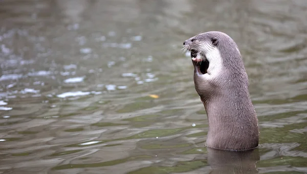 Otter Eating Fish Water Selective Focus — Fotografia de Stock