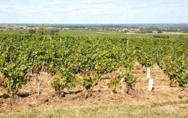 2023 yazında Fransız üzüm bağı, seçici odak