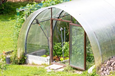 Old greenhouse filled with different species of plants, green