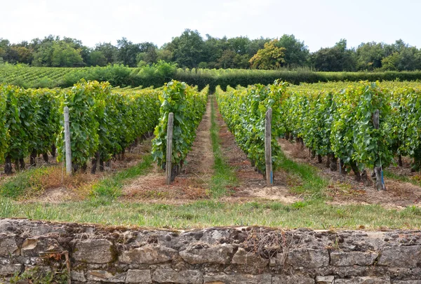 French Vineyard Summertime 2023 Selective Focus — Stock Photo, Image