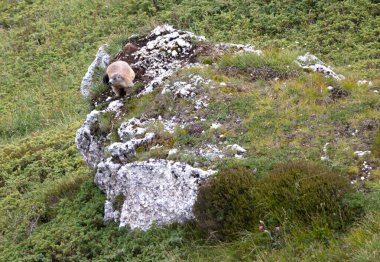 İtalya, Dolomitler 'deki Alp Dağları (Marmota marmota)