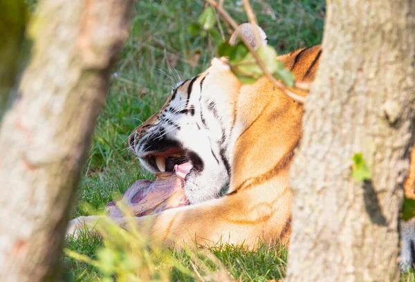 Amour Tigre Dans Herbe Manger Focus Sélectif — Photo