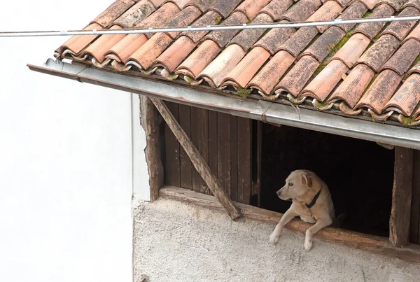 Lonely Dog Looks Window Italy Stock Picture