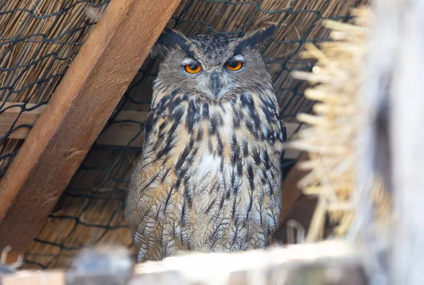 European Eagle owl resting, eyes open, the Netherlands