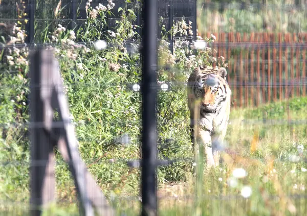 Amour Tiger Fences Living Captivity Summer — Stock Photo, Image