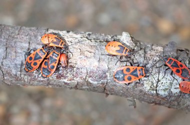 Ağaçta sürünen bir kundakçının (Pyrrhocoris apterus) yakın çekimi, seçici odaklanma