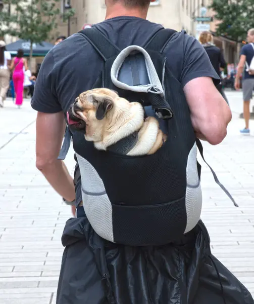 Transportador Cão Transportado Por Homem Adulto Foco Seletivo — Fotografia de Stock