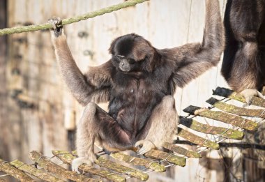 Gri Gibbon tahta bir köprüde oturuyor.