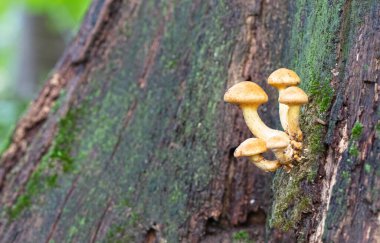 Hollanda 'da sonbaharda bir ormanda bir grup kahverengi mantar