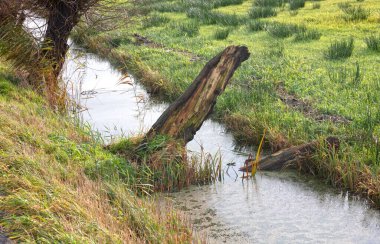 Hollanda 'da küçük bir derenin yanındaki kırık ağaç.