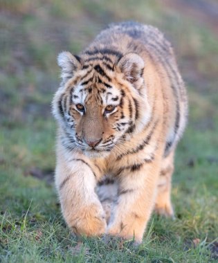 Yeşil çimlerin üzerinde küçük amour kaplanı - Büyük tehlikeli kedi
