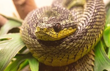 Büyük Göller çalı engerek (Atheris nitschei) şube etrafında bükülmüş