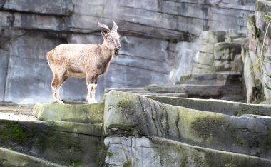 Mishmi taksici, Budorcas taksirenkli, doğal arka planda.