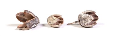 Beyaz arkaplanda izole edilmiş eski tohumları aç