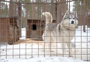 Finlandiya 'da köpek yavrusu, köpek kulübesinde bekliyor.