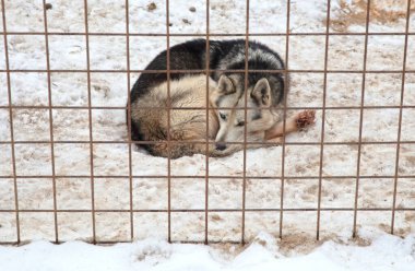 Finlandiya 'da köpek yavrusu, köpek kulübesinde bekliyor.