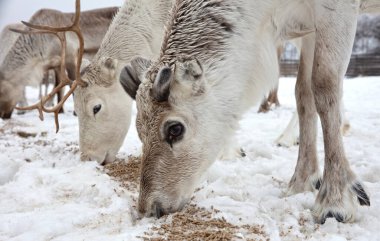 Çiftlikte ren geyiği, Finlandiya 'da tarım, seçici odaklanma