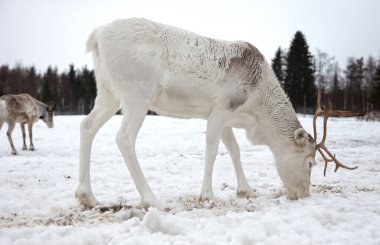 Çiftlikte ren geyiği, Finlandiya 'da tarım, seçici odaklanma