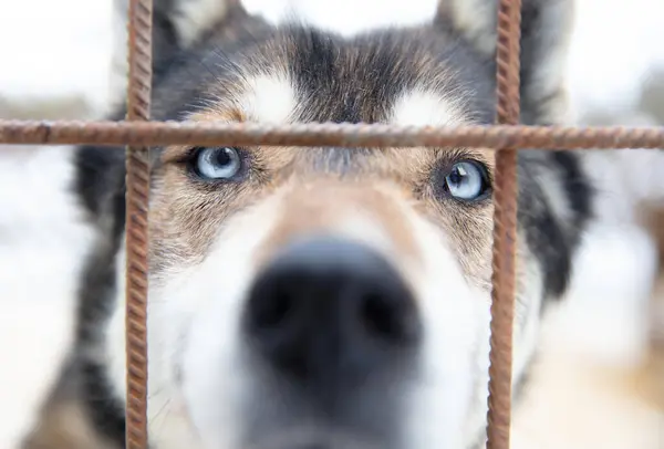 stock image Husky dog in Finland, waiting in a kennel, selective focus