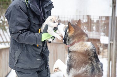 Finlandiya 'da köpek yavrusu, köpek kulübesinde bekliyor, seçici odaklı.